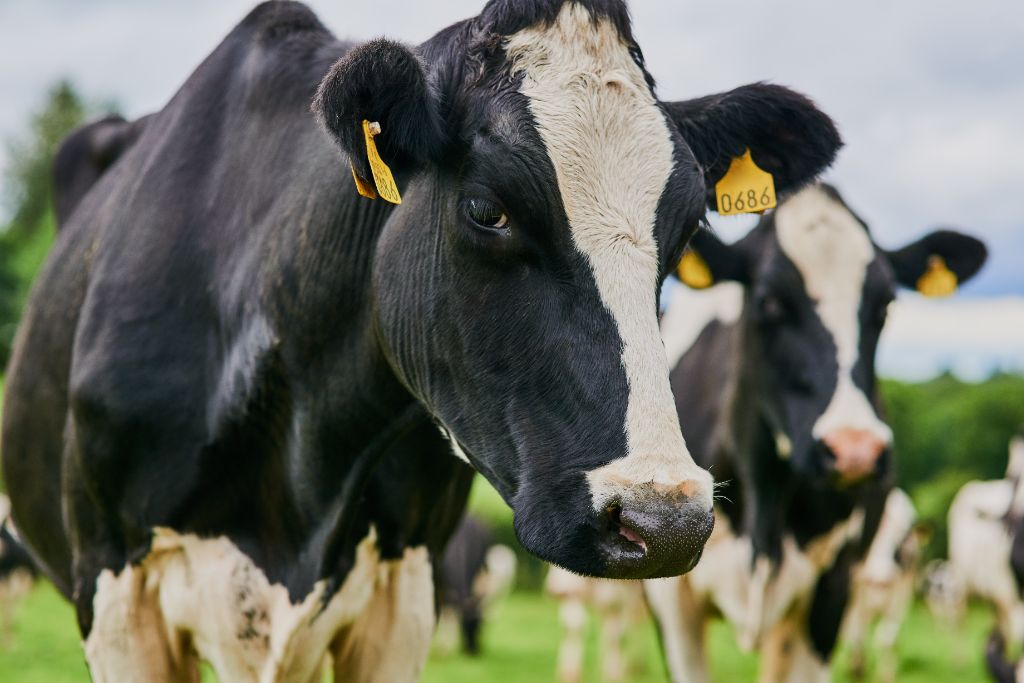 Holstein dairy cattle on pasture — enteric methane is the single largest source of livestock greenhouse gas emissions