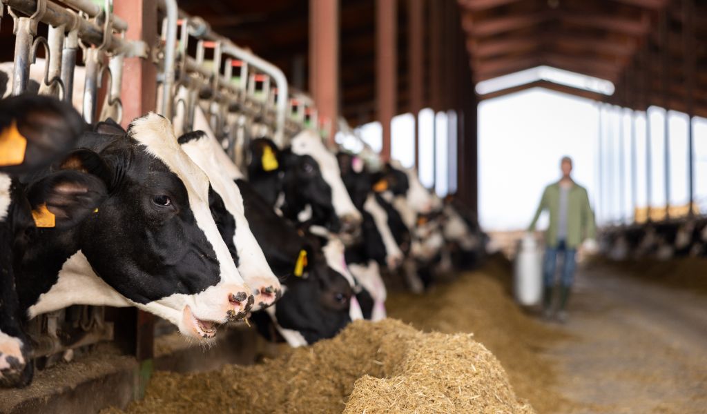 Beef cattle feeding in a barn — AENON methane reduction feed additive