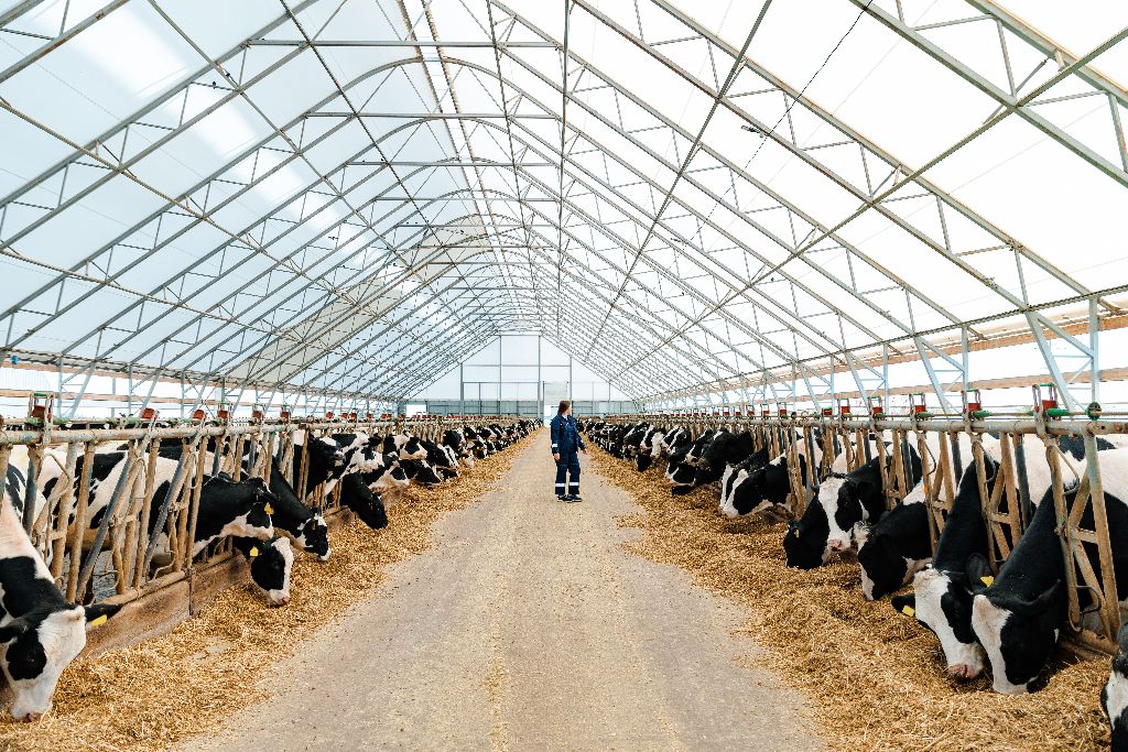 Modern livestock farm with dairy cattle — AENON feed industry solutions