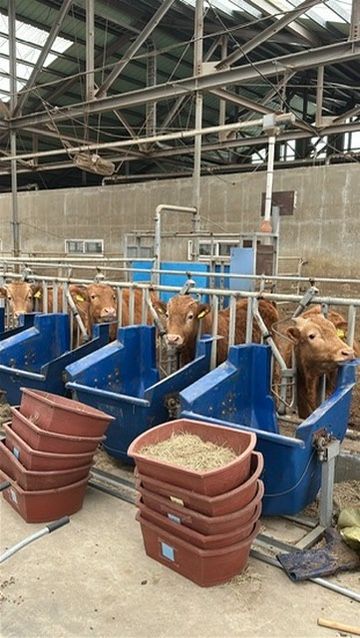 Cattle at individual feeding stations